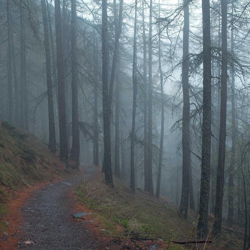 Traeger Pro 575 Pellet Grill